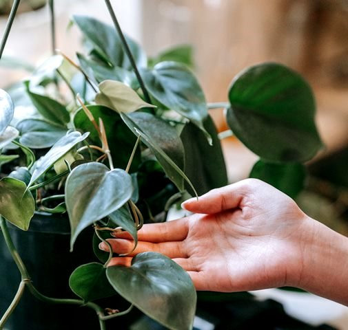 Ini cara memperbanyak si pohon cinta, philodendron. (Foto: Ilustrasi/Pexels.com)
