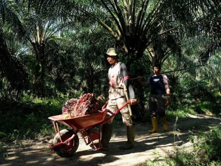 Kemenkop UKM Dukung Program Peremajaan Sawit Rakyat