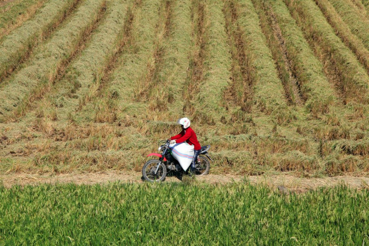 Kementan Genjot Produksi Pangan Lewat <i>Food Estate</i>-Bibit Unggul