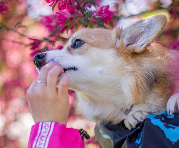 Ini buah yang bisa dimakan anjing. (Foto: Ilustrasi/Pexels.com)