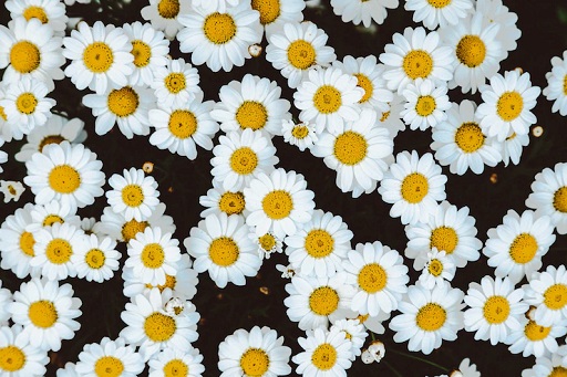 Chamomile kaya akan vitamin C dan vitamin E dan sifat antioksidannya memperbaiki rambut rusak. (Foto: Ilustrasi. Dok. Freepik.com)