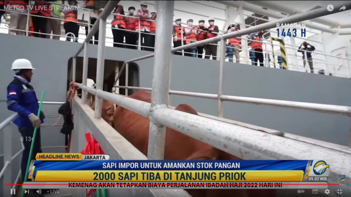 Ribuan Sapi Australia Tiba di Tanjung Priok, Buat Stok Lebaran