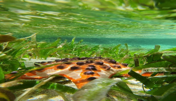 Berkontribusi Mitigasi Perubahan Iklim, Dosen UGM Kembangkan Metode Pemetaan Lamun