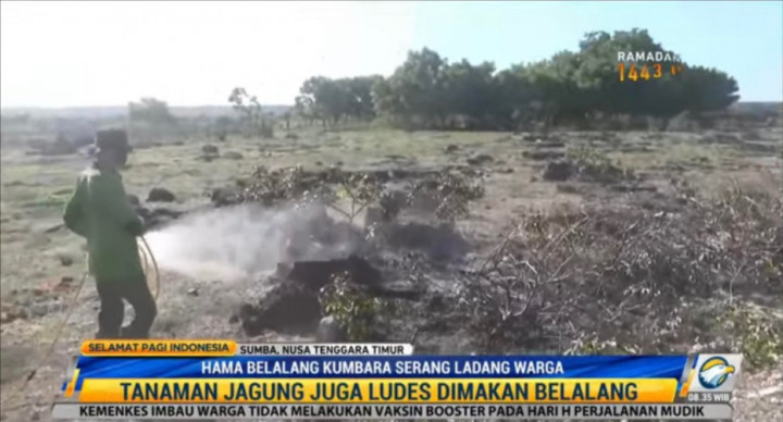 Hama Belalang Kumbara Serang Ladang di Sumba Timur