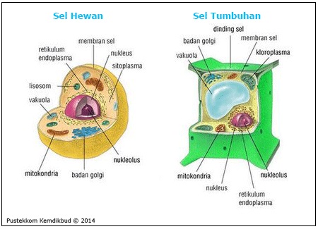 Perbedaan Sel Hewan dan Sel Tumbuhan Lengkap dengan Gambar