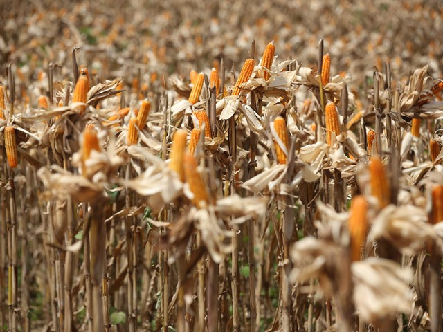 Masa Panen, Kegiatan Usaha Kuartal I-2022 Tumbuh Positif