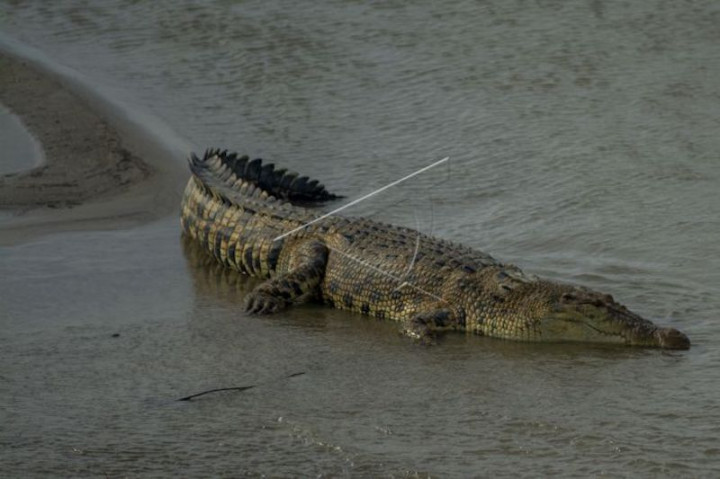 11 Buaya di Banyuasin yang Lepas dari Penangkaran Tertangkap