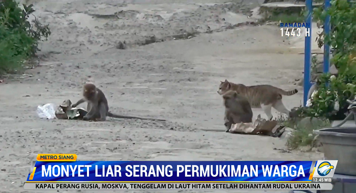 Monyet Liar Serang Permukiman Warga, Damkar Sebar Kotoran Harimau