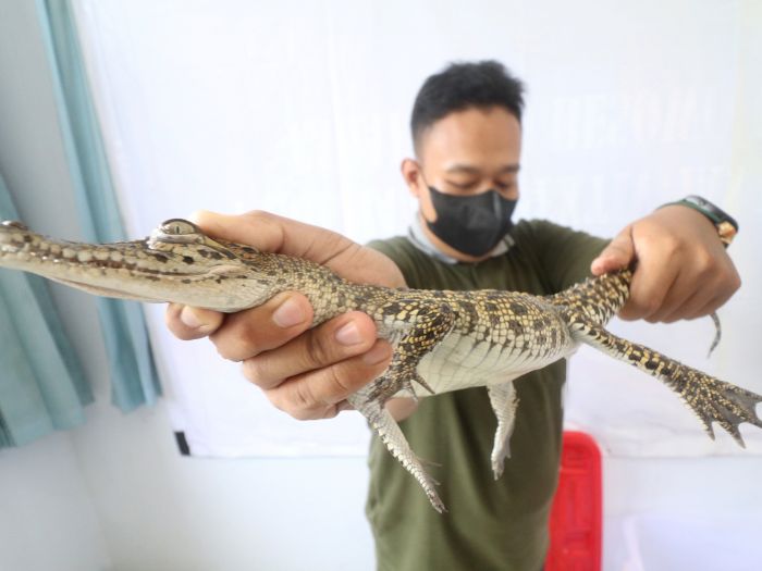 Puluhan Anakan Buaya Lepas, Warga Palembang Diimbau Waspada