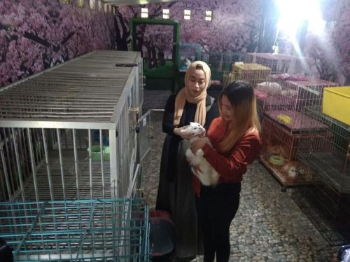 Jelang Mudik, Bisnis Penitipan Hewan di Jombang  Kebanjiran Pelanggan