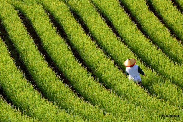 Produksi Beras Surplus, Tak Ada Impor dalam 3 Tahun