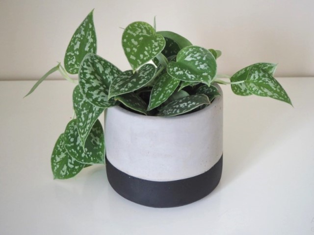 Ini tanaman indoor yang pas untuk pemula yang mungkin belum kamu dengar. (Foto: Dok. Garden Plant)