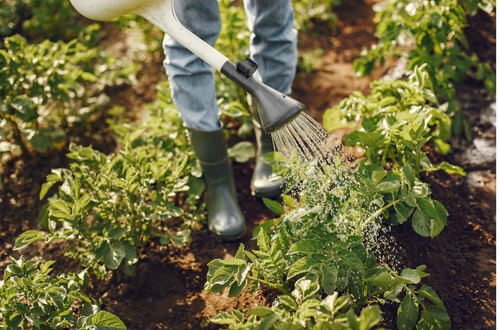 Jenis-jenis Sayuran yang Bisa Kamu Tanam Sendiri di Rumah