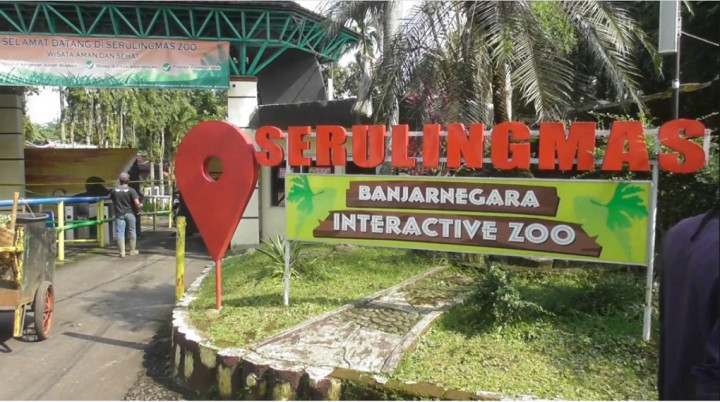 Kasus Perawat Tewas Diterkam Harimau di Serulingmas Zoo Bukan Bukan yang Pertama