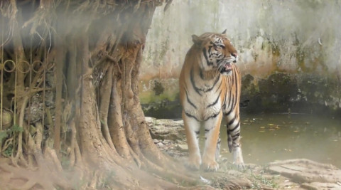 Disodorkan Data Lain Kematian Akibat Harimau, Dirut Serulingmas: Saya Tidak Tahu