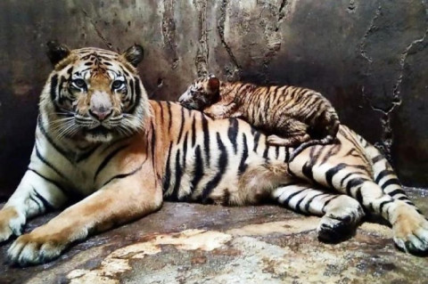 Serulingmas Zoo Ditutup usai Insiden Harimau Terkam Karyawan