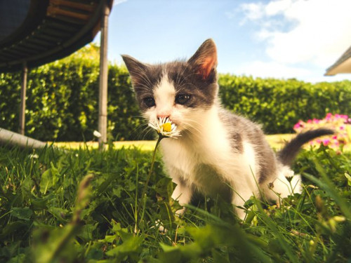 Ini alasan mengapa kucing kamu suka menggigit-gigit rumput. (Foto: Ilustrasi/Pexels.com)
