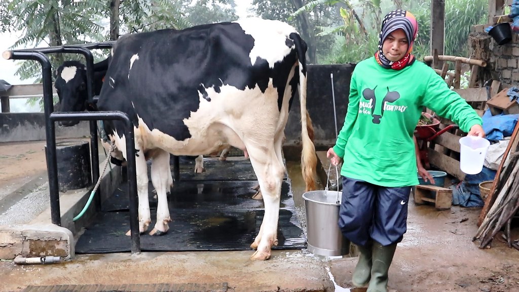 Perjuangan Nenih untuk bisa menjadi perempuan yang berdaya tak sia-sia. Ia sudah mempunyai sapi sendiri hingga menimba ilmu ke Belanda. (Foto: Frisian Flag Indonesia)
