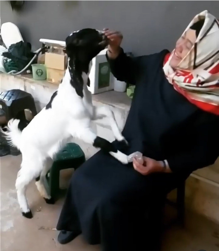 Kartini Masa Kini: Dosen Undip yang Gencar Teliti Kambing