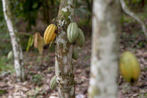 USAID Umumkan Investasi Rp103 M untuk Tingkatkan Keberlanjutan Industri Kakao RI