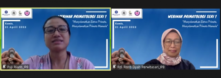 Pakar IPB Ungkap Pentingnya Jaga Kelestarian Satwa Primata Demi Selamatkan Manusia