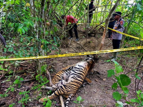 3 Harimau Sumatra di Aceh Timur Mati Kena Jerat