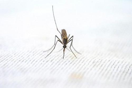 Provinsi ini telah eliminasi malaria. (Foto: Ilustrasi/Pexels.com)
