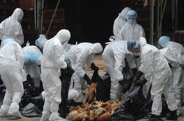 Tiongkok Deteksi Kasus Perdana Flu Burung H3N8 di Tubuh Manusia