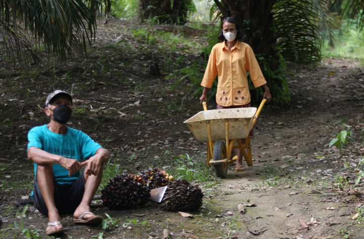 Kebijakan soal Sawit Diharapkan Tidak Merugikan Petani