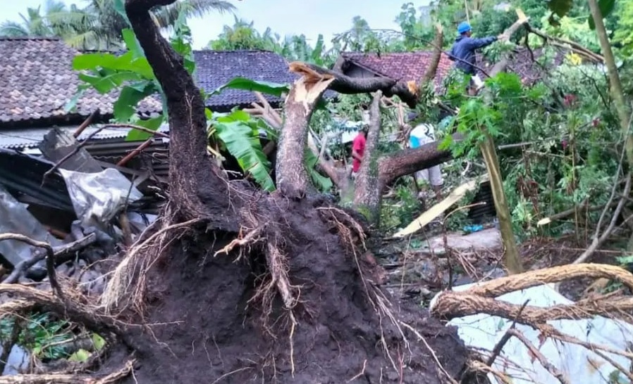  Pohon tumbang di Kabupaten Bantul yang rusak rumah warga, Rabu, 27 April 2022. Dokumentasi/ istimewa
