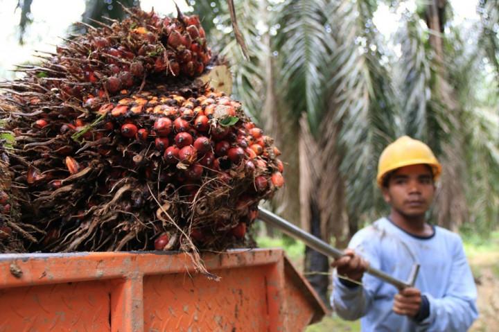 Harga TBS di Sumut Anjlok hingga Rp1.555/Kg