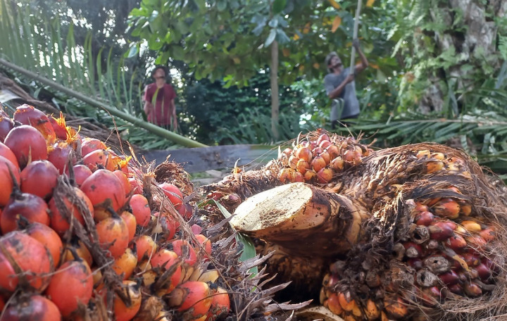 Mengenal CPO, RBD <i>Palm Oil</i>, RBD <i>Palm Olein</i>, dan UCO yang Dilarang Ekspor