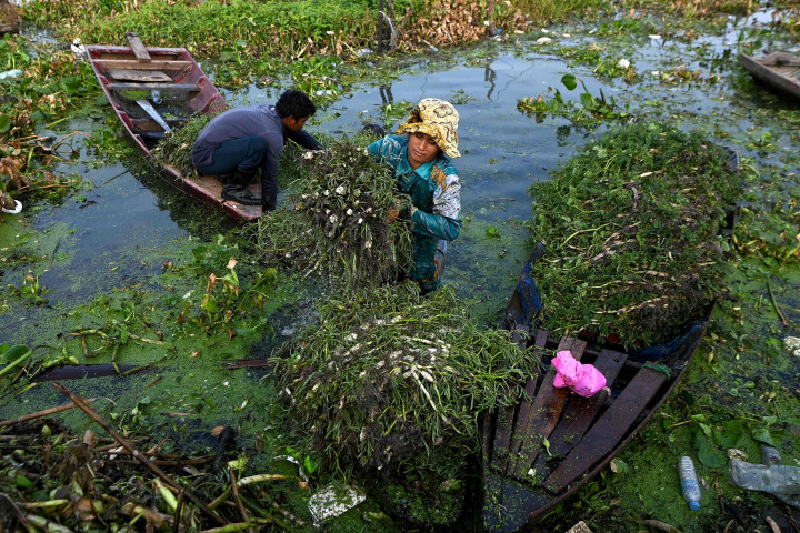 Potret Kehidupan Petani Mimosa Air di Kamboja