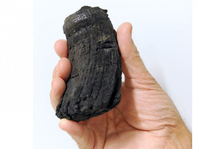 Gigi Raksasa Reptil Laut Purba Ditemukan di Alpen