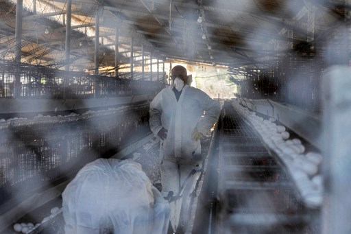 AS Umumkan Kasus Perdana Flu Burung H5 pada Manusia