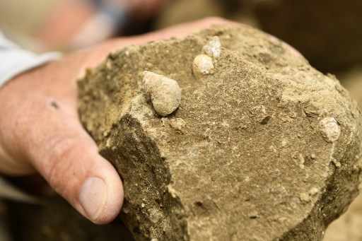 Ilmuwan Argentina Temukan Fosil Dinosaurus Raptor Terbesar