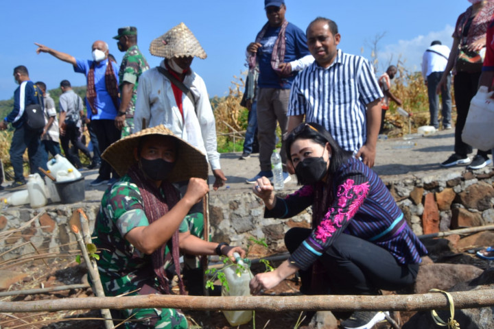 Politisi Nasdem Julie Sutrisno Laiskodat Tanam Ribuan Anakan Kelor di Flores Timur