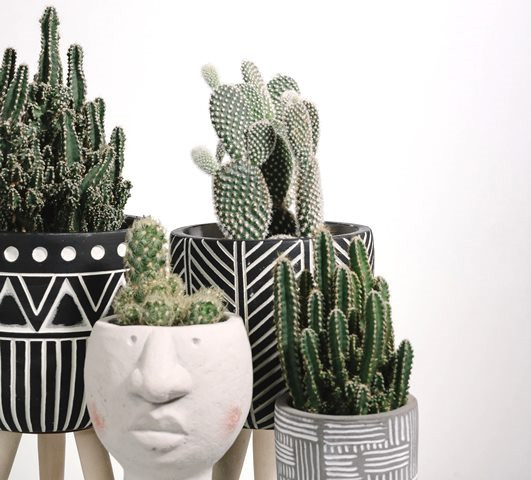 Dua Tanaman Pemberi 'Getaran' Buruk bagi Ruangan Kata Ahli Fengsui