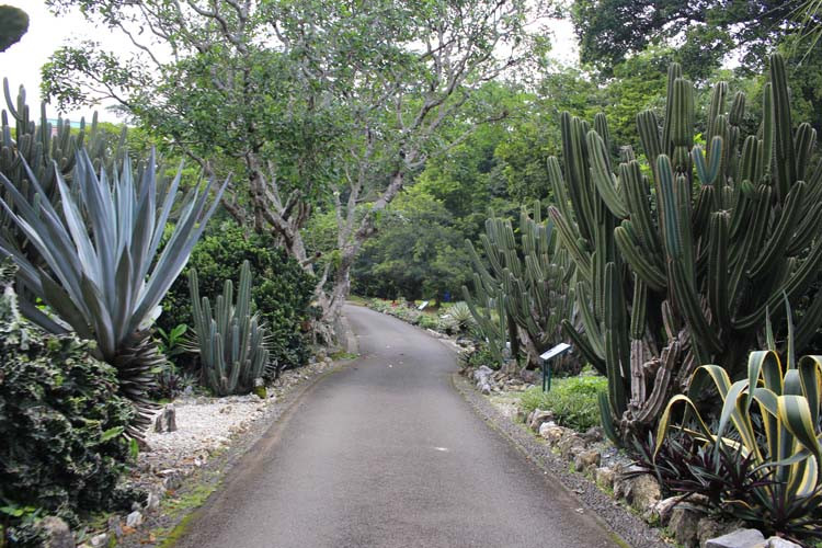Taman Meksiko di Kebun Raya Bogor. Website kebunraya.id