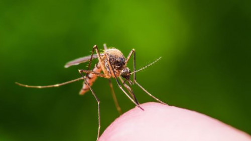 Ini penjelasan ahli soal virus zika. (Foto: Dok. Istimewa)