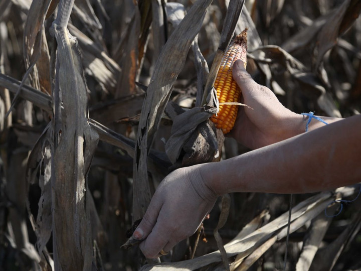 Pemprov Sulteng Kembangkan Pertanian Jagung dan Kelapa di Kabupaten Sigi