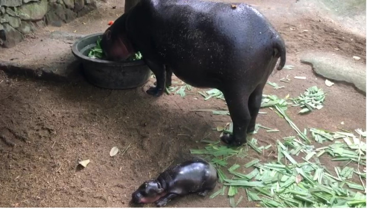 Kabar Gembira! Daniel Si Bayi Kuda Nil Langka Lahir di Wildlife Park Lombok