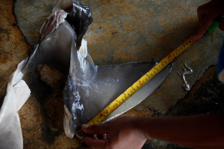 KKP Tindak Pelaku Perdagangan Sirip Hiu Ilegal di Sulawesi Tenggara