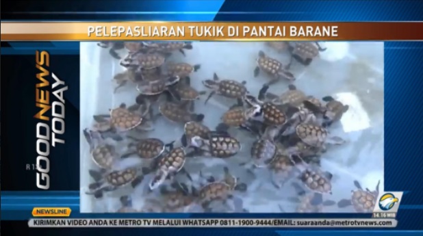 Tukik Dilepasliarkan di Pantai Barane