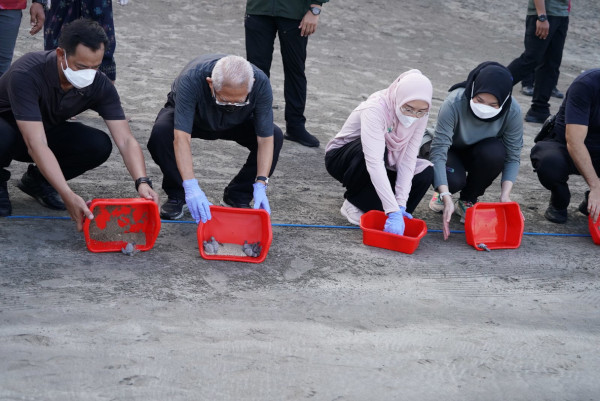 Jaga Kelangsungan Hidup Penyu, Wapres Lepas Tukik Ke Laut