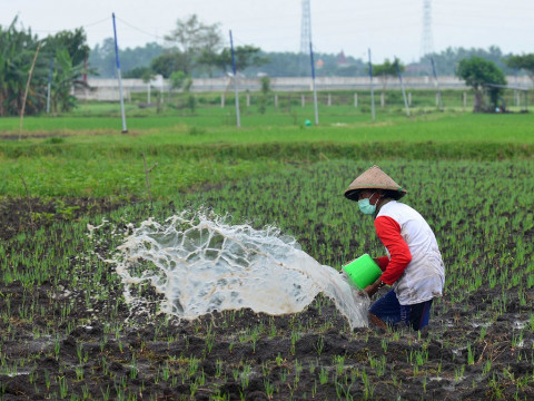 Sektor Pertanian Serap 30,83% Tenaga Kerja di Papua Barat