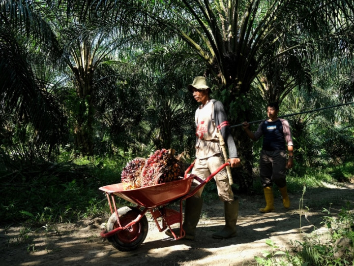 Kenaikan Harga CPO, Pendapatan Eagle High Plantations Naik Jadi Rp2,9 Triliun