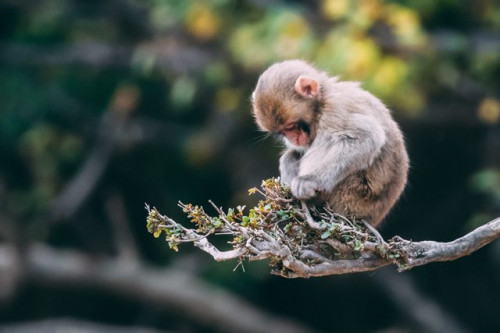 Ini gejala cacar monyet yang perlu diwaspadai. (Foto: Ilustrasi/Pexels.com)