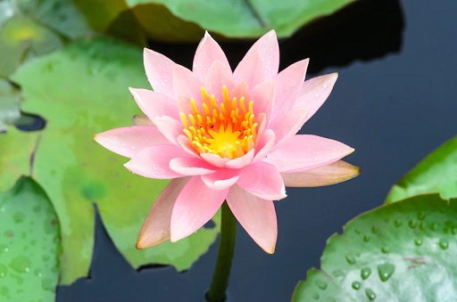Biji bunga lotus rendah akan kandungan sodium dan kaya akan potasium. (Foto: Ilustrasi. Dok. Freepik.com)
