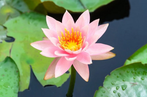 Biji bunga lotus rendah akan kandungan sodium dan kaya akan potasium. (Foto: Ilustrasi. Dok. Freepik.com)